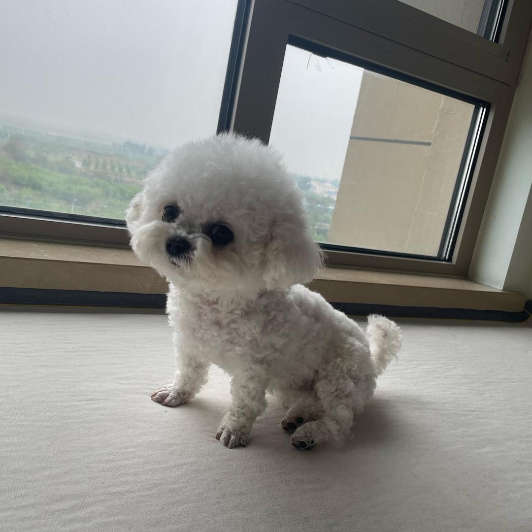 一只小屁熊