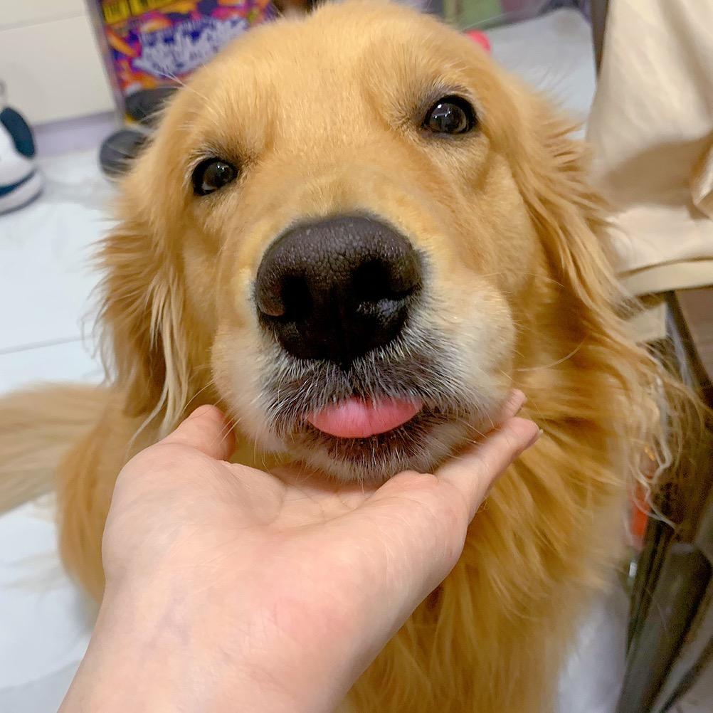 💗娇犬木兰💗