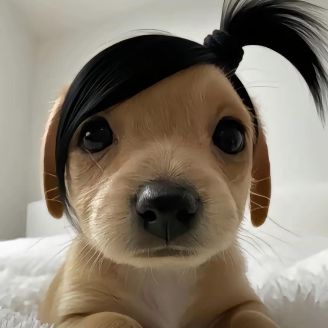 人生若只如初见