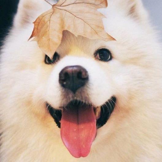 🌟环球萌宠🌟