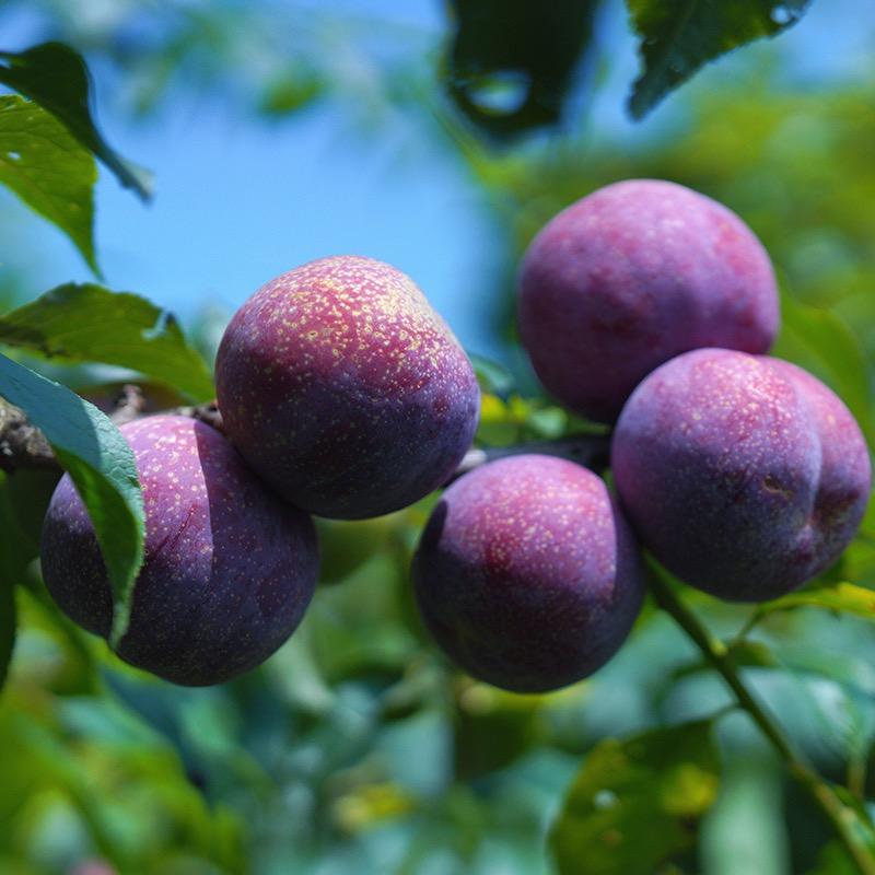 椒气绵绵个体店