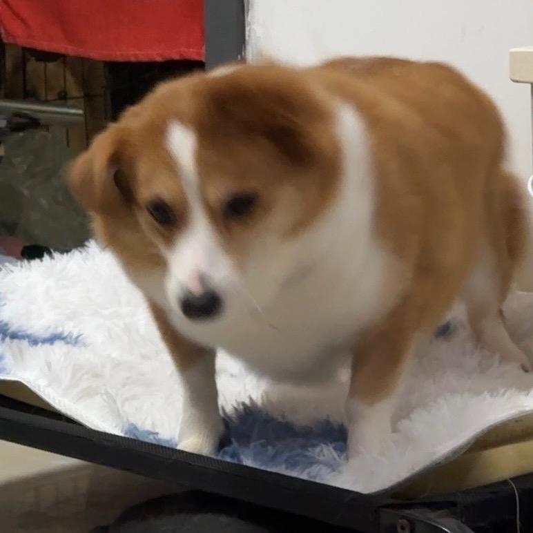 啊啊啊啊…
