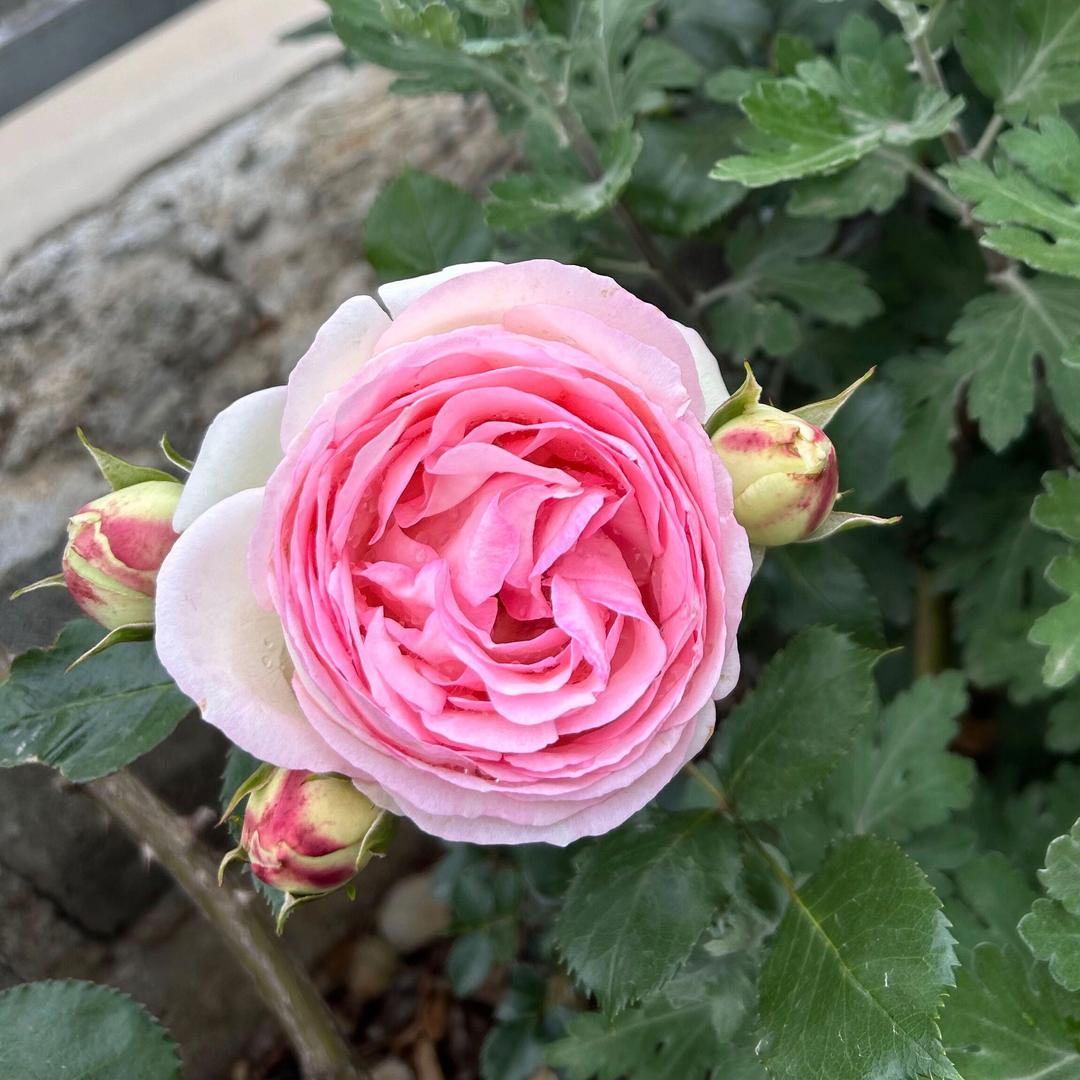 爱钩织的豆豆丁呀