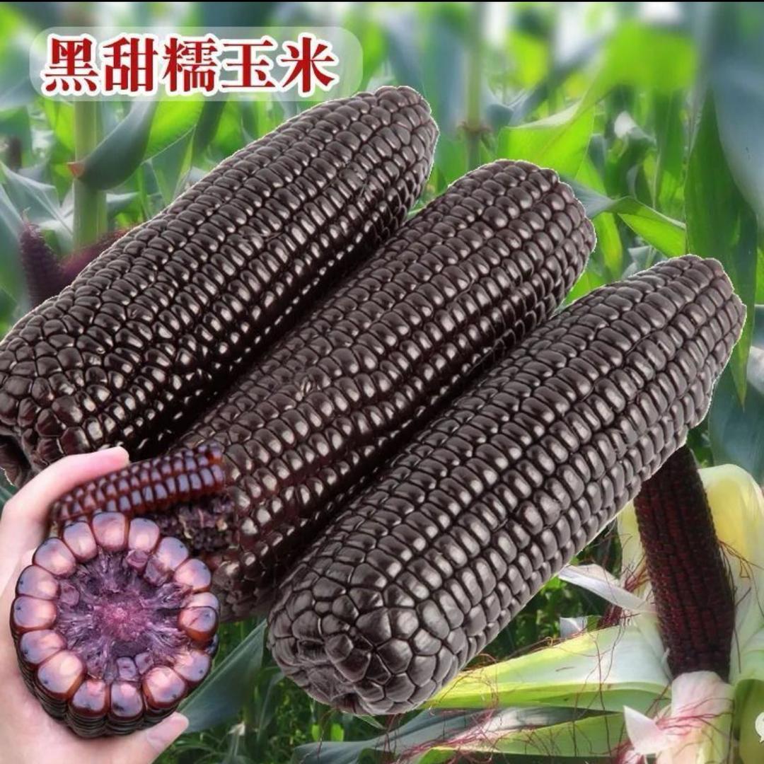 东北玉米福利专场