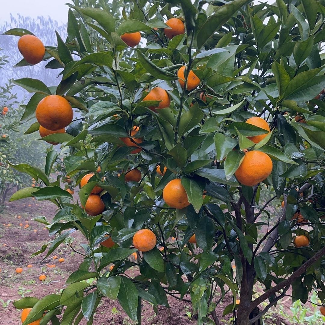 建苗果树苗木专营店