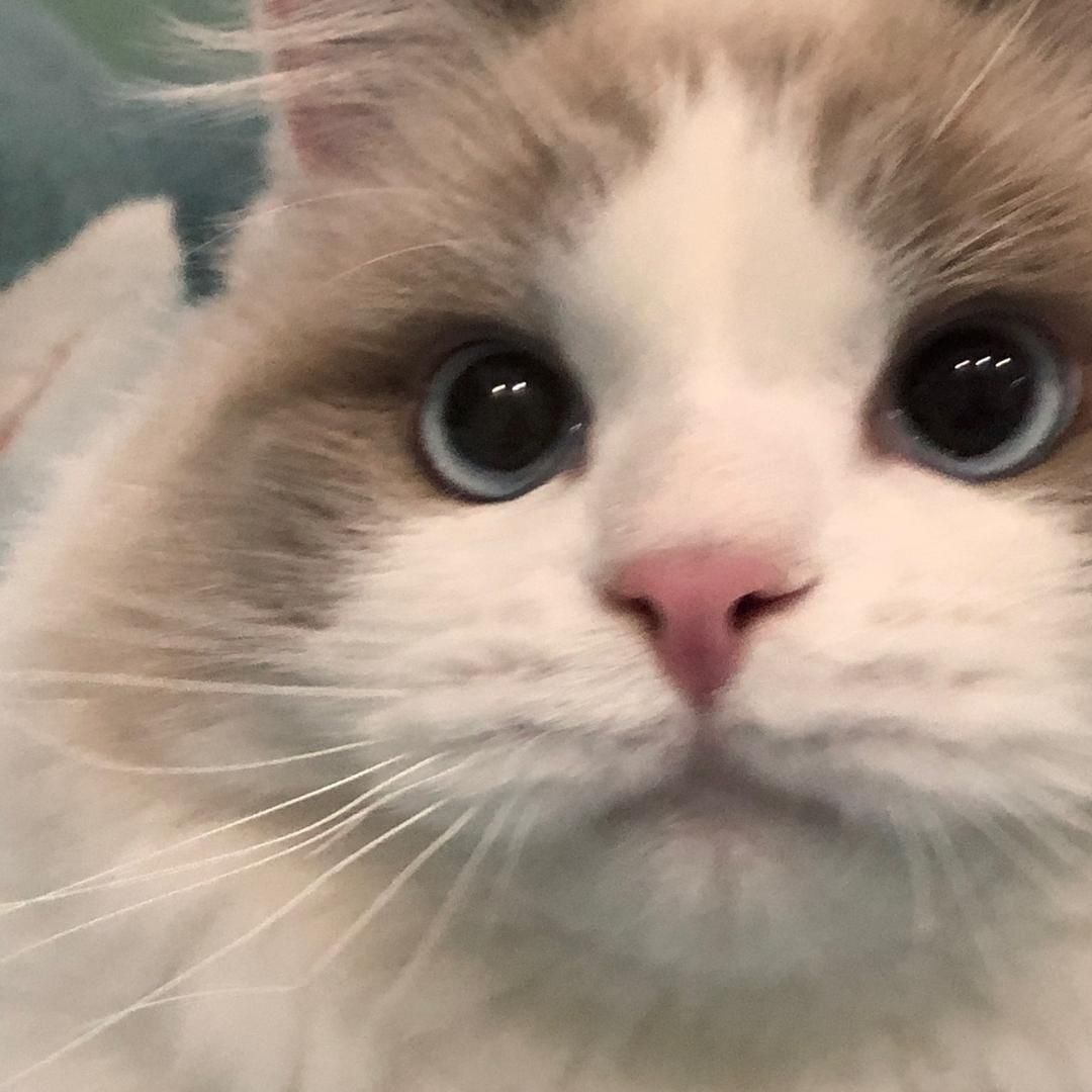 iamcoconut
