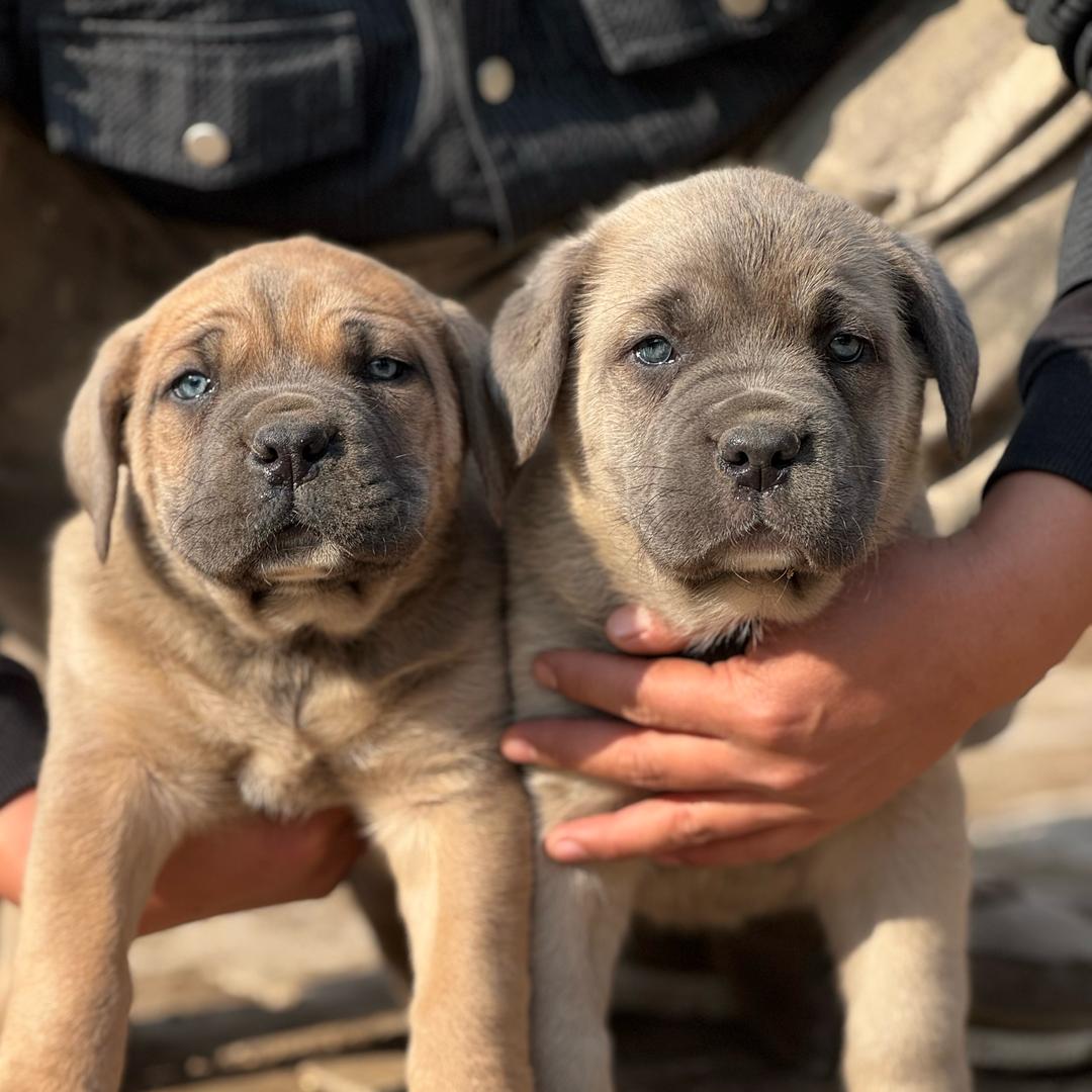 山东聊阳卡斯罗（小宓）