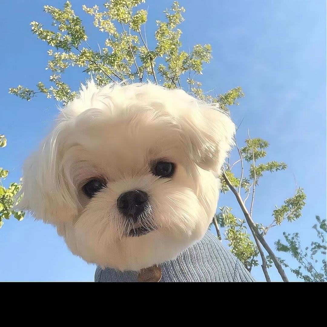 遇见宠物