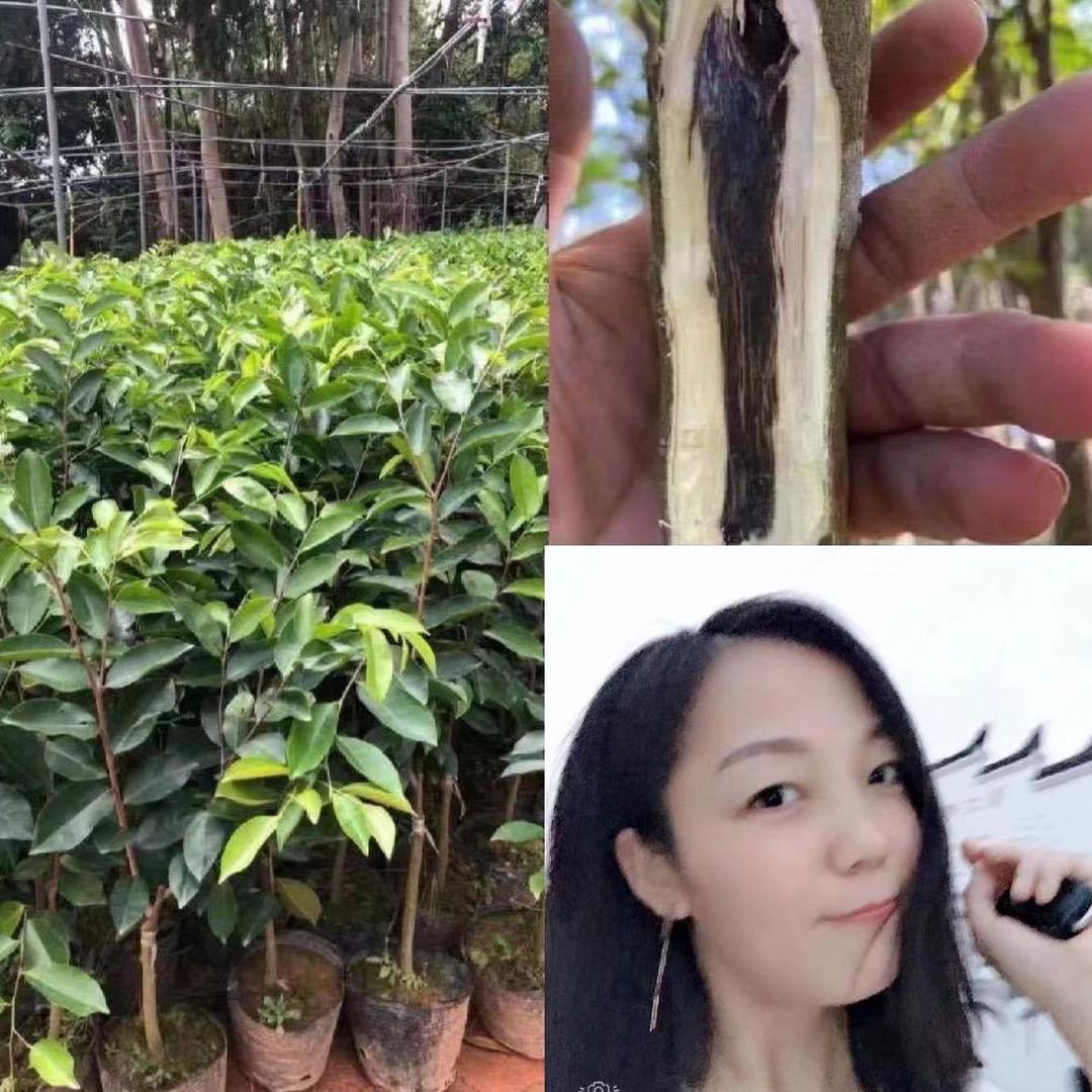 木森奇楠沉香