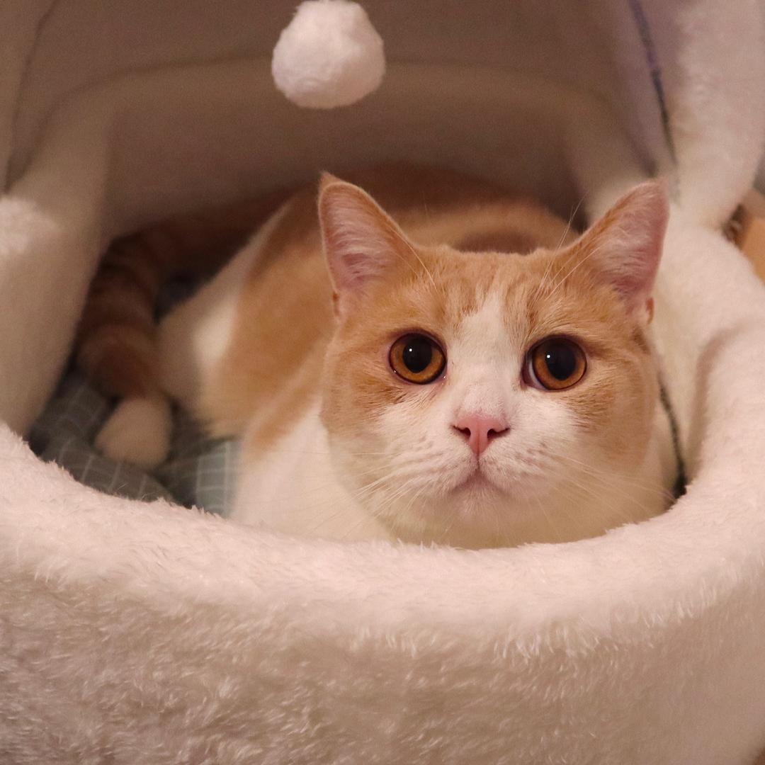 黄桃不是猫