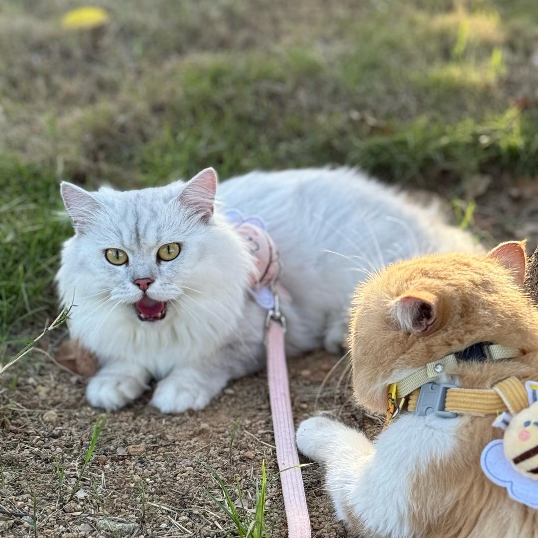 小猫狸不吃鱼
