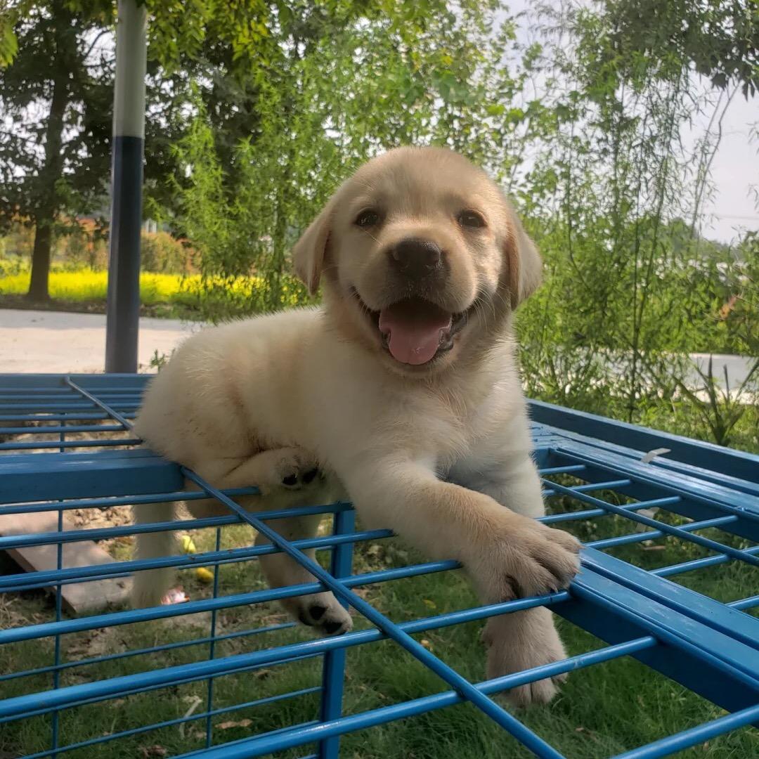 （互关选狗）彭州李现客户2认准现哥选狗