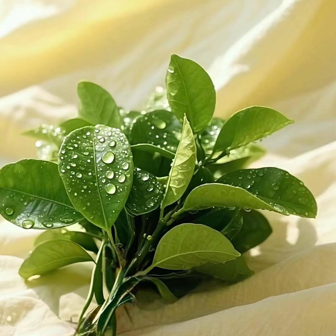 椿禾微胖女装👚