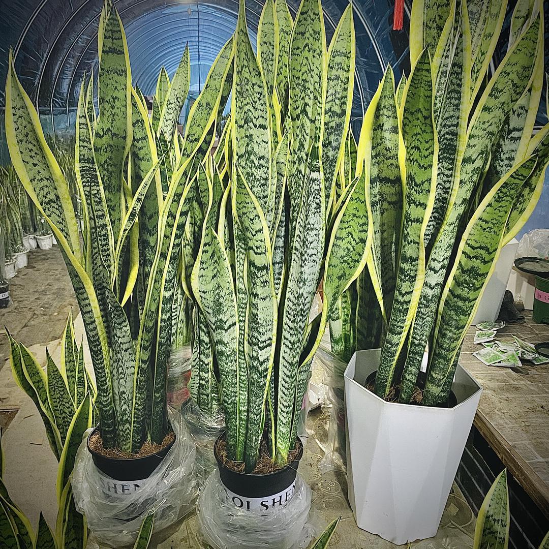 文&翰绿植花卉