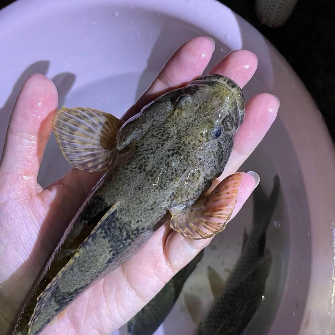 沙塘鳢培育养殖基地