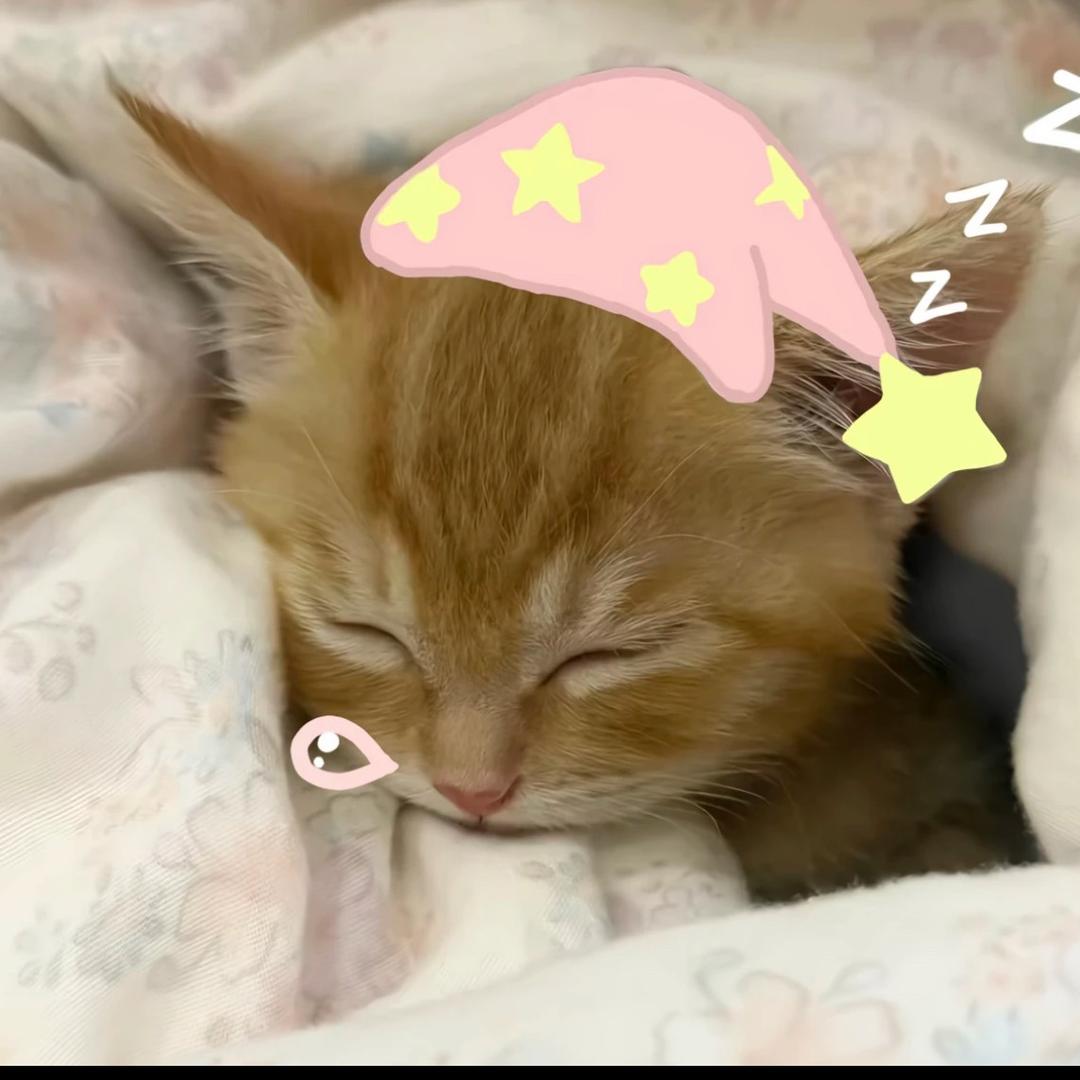 y困魚