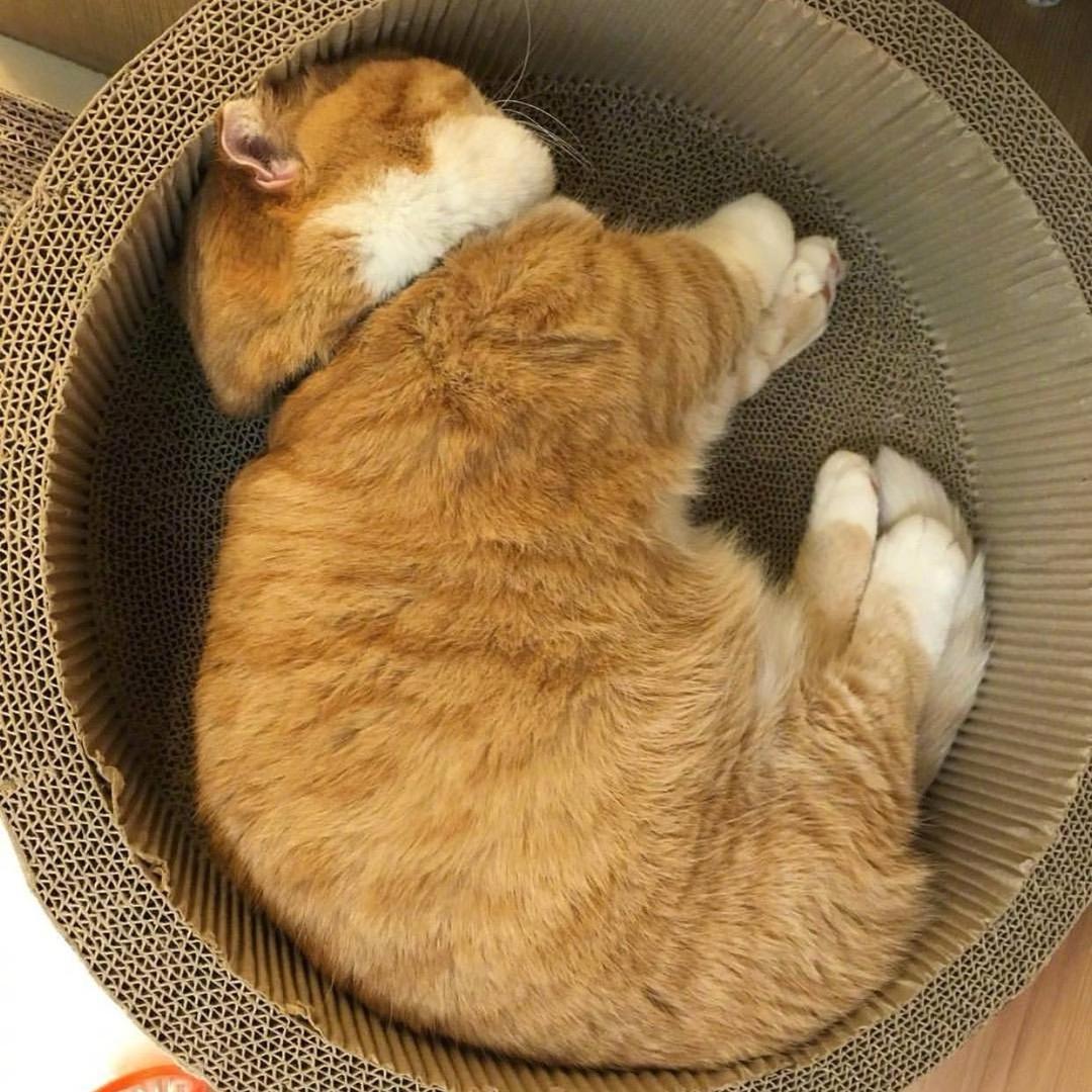 恰一口芝麻汤圆