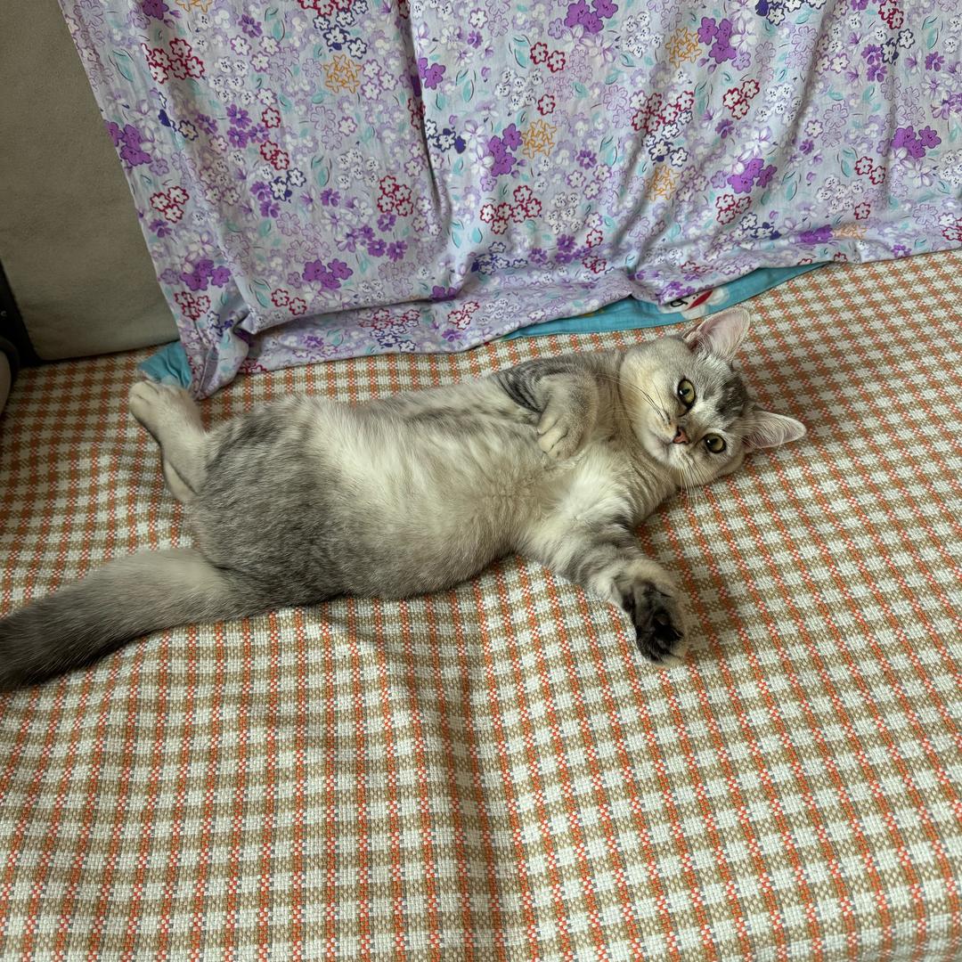李记凉皮