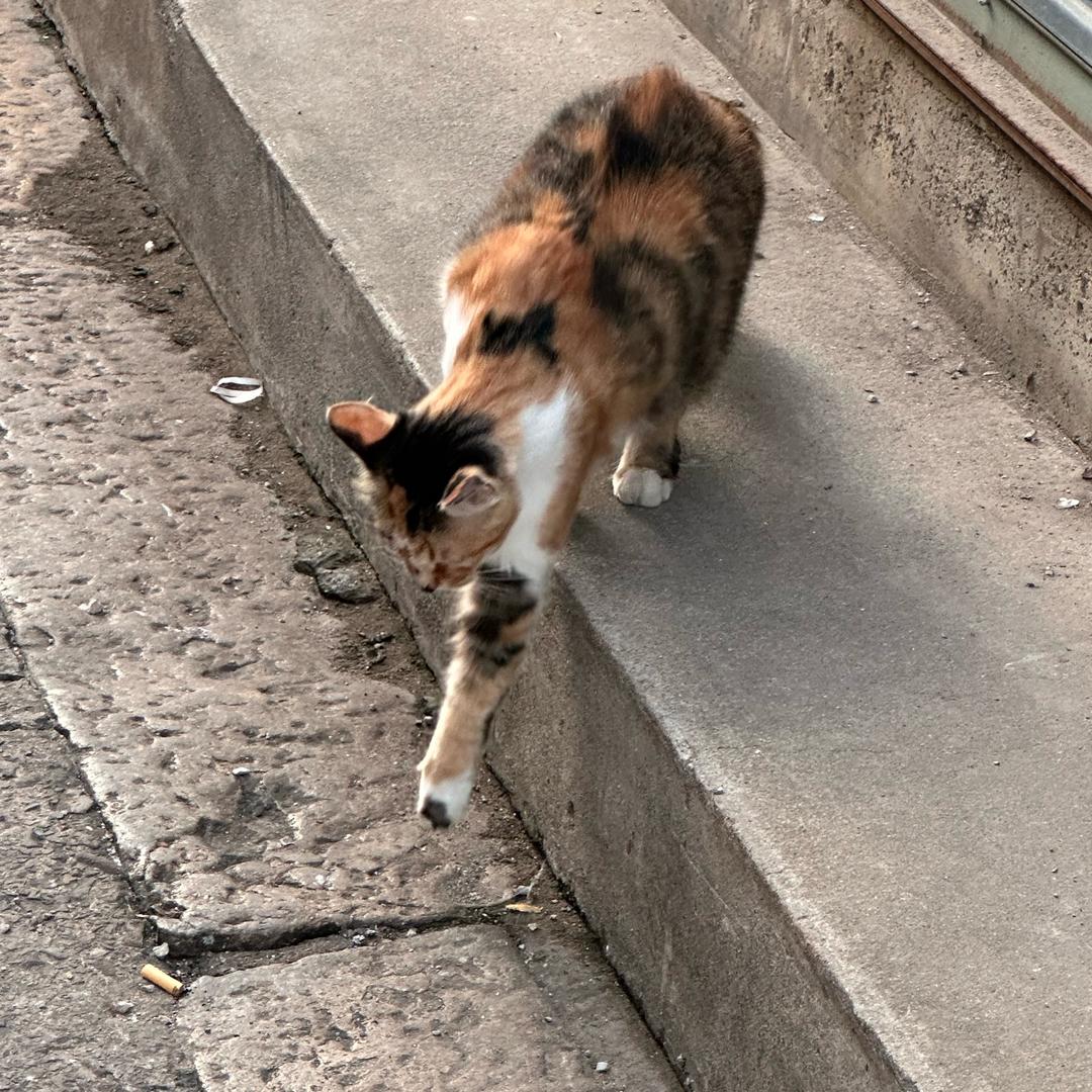 二十一世纪不适症