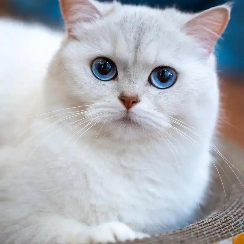 宠贝天宠物用品源头工厂