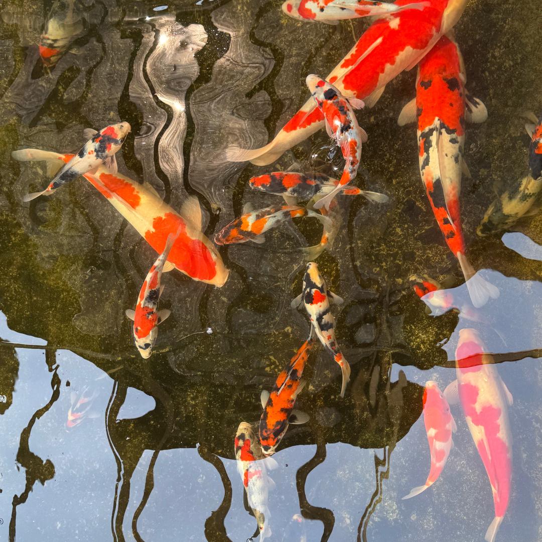 养个鲤(中和锦鲤鱼池过滤设计)
