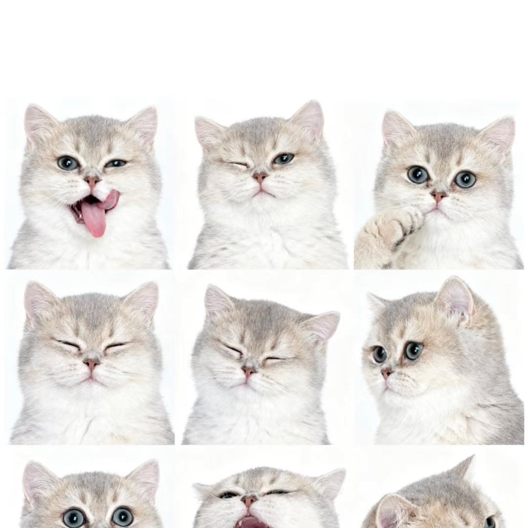 胖仔的胖🐱（lucky备孕中）