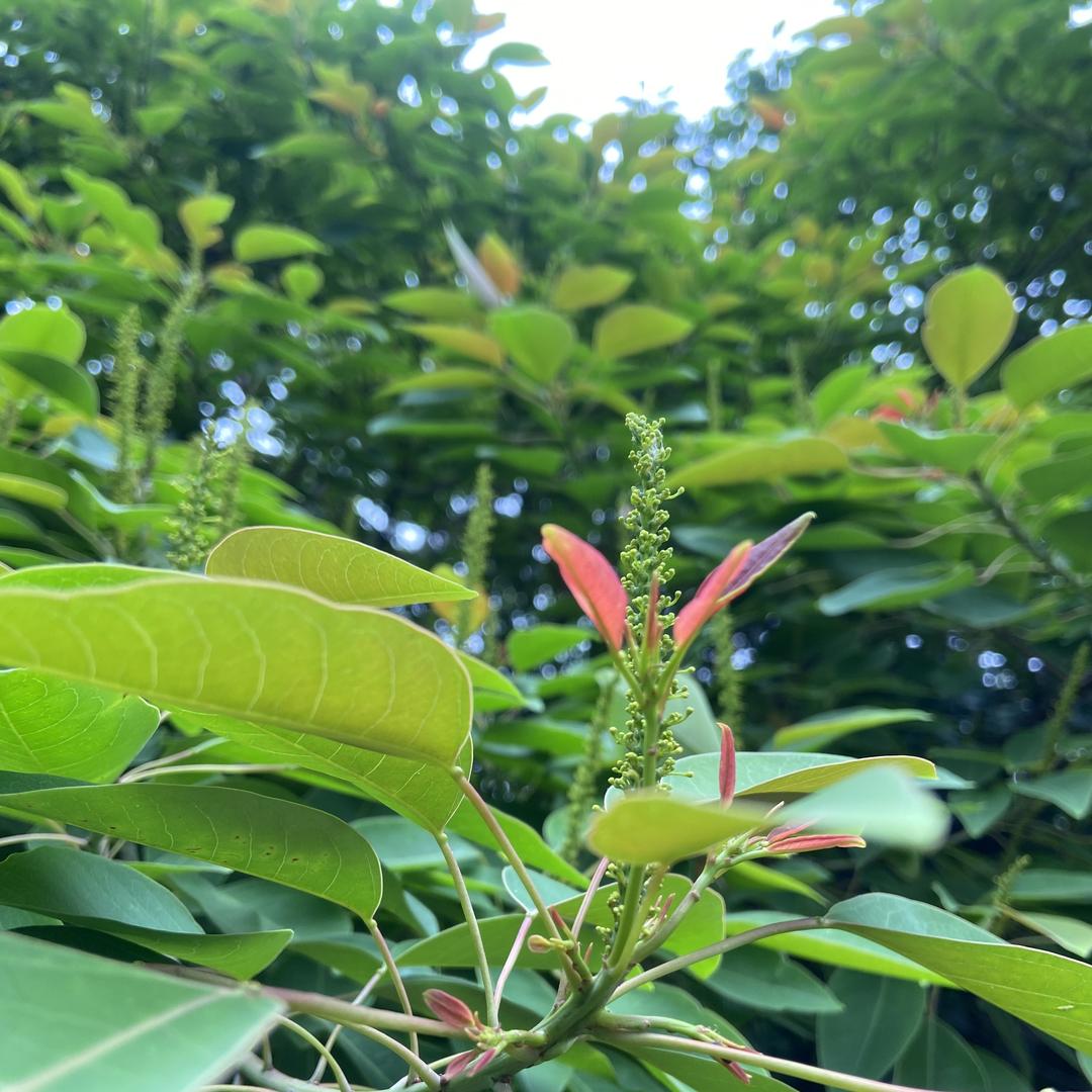 枝子高端定制女装
