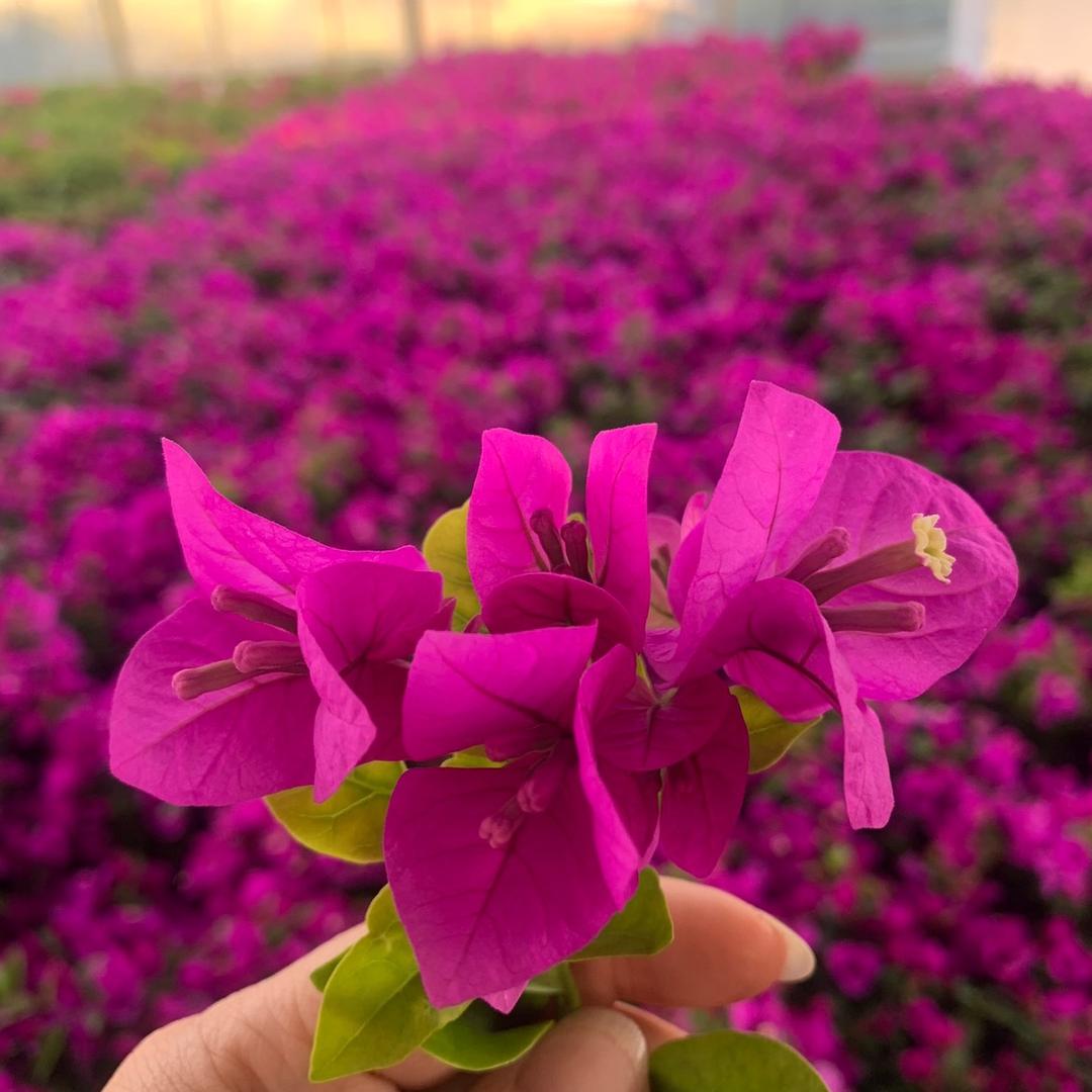 好禾花园