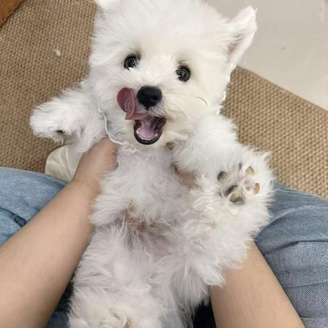 阿猫阿狗出生地