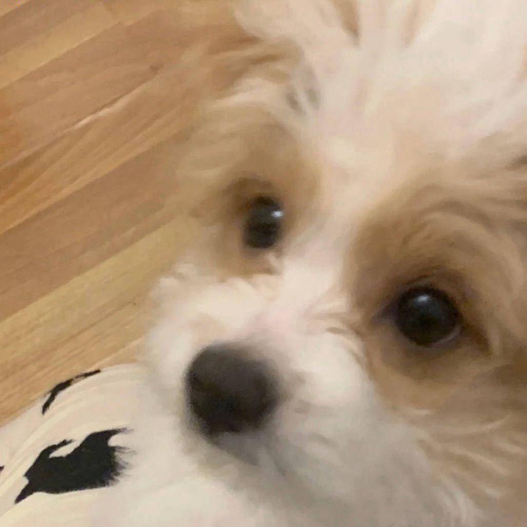 好的小橙