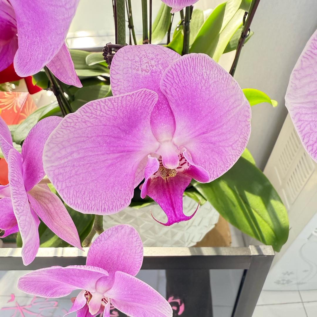 可可西里☀️☀️