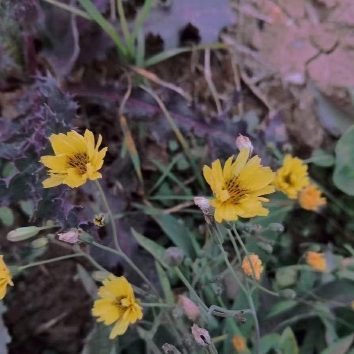 故事的小黄花。