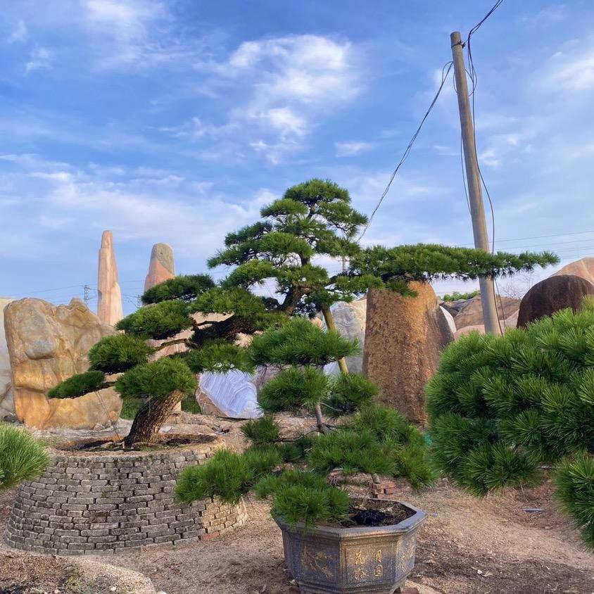 景缘造型团队