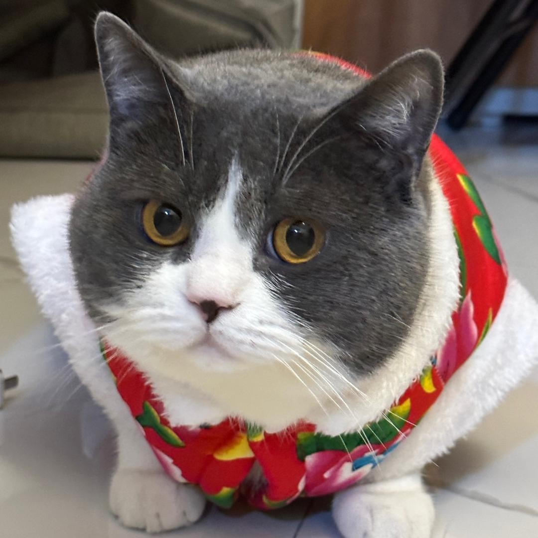 养猫的阿布