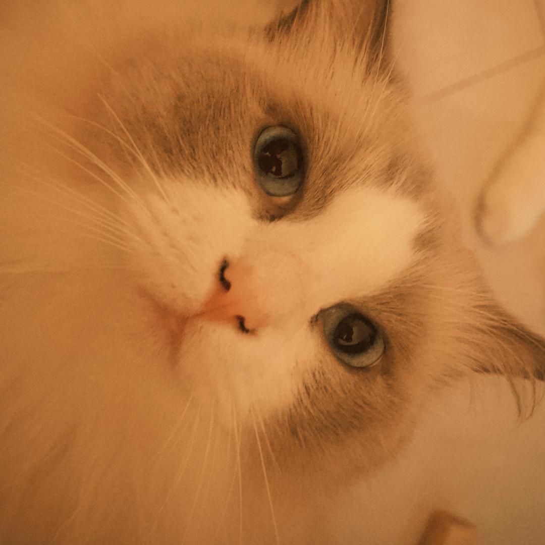 猫🐈猫