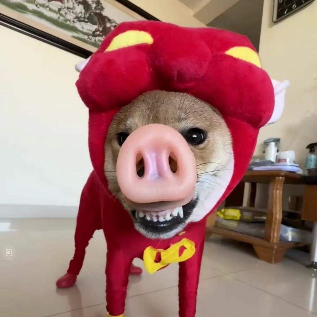 CFM.小🐑（回收）