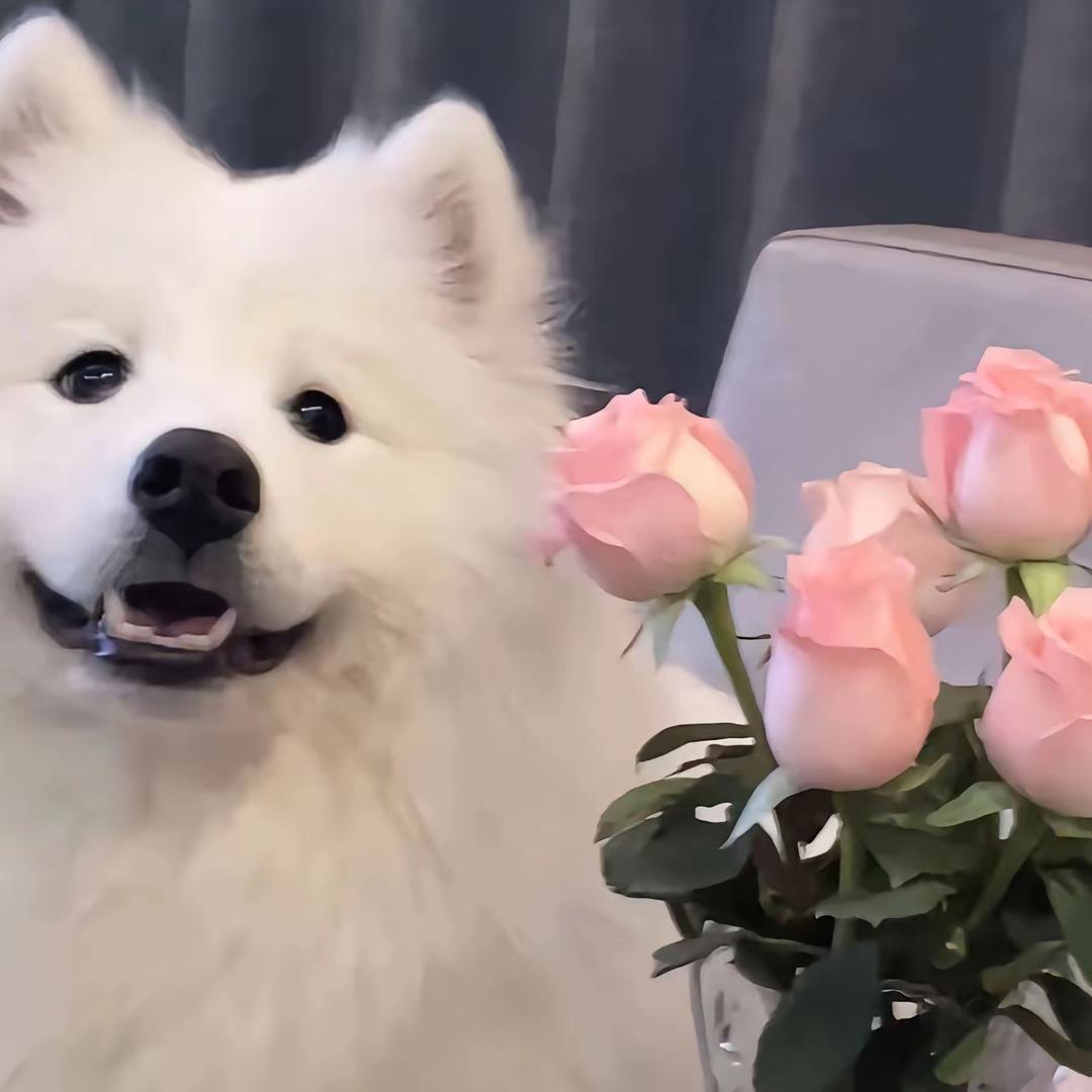 卷毛橘子🍊和潦草小狗🐶