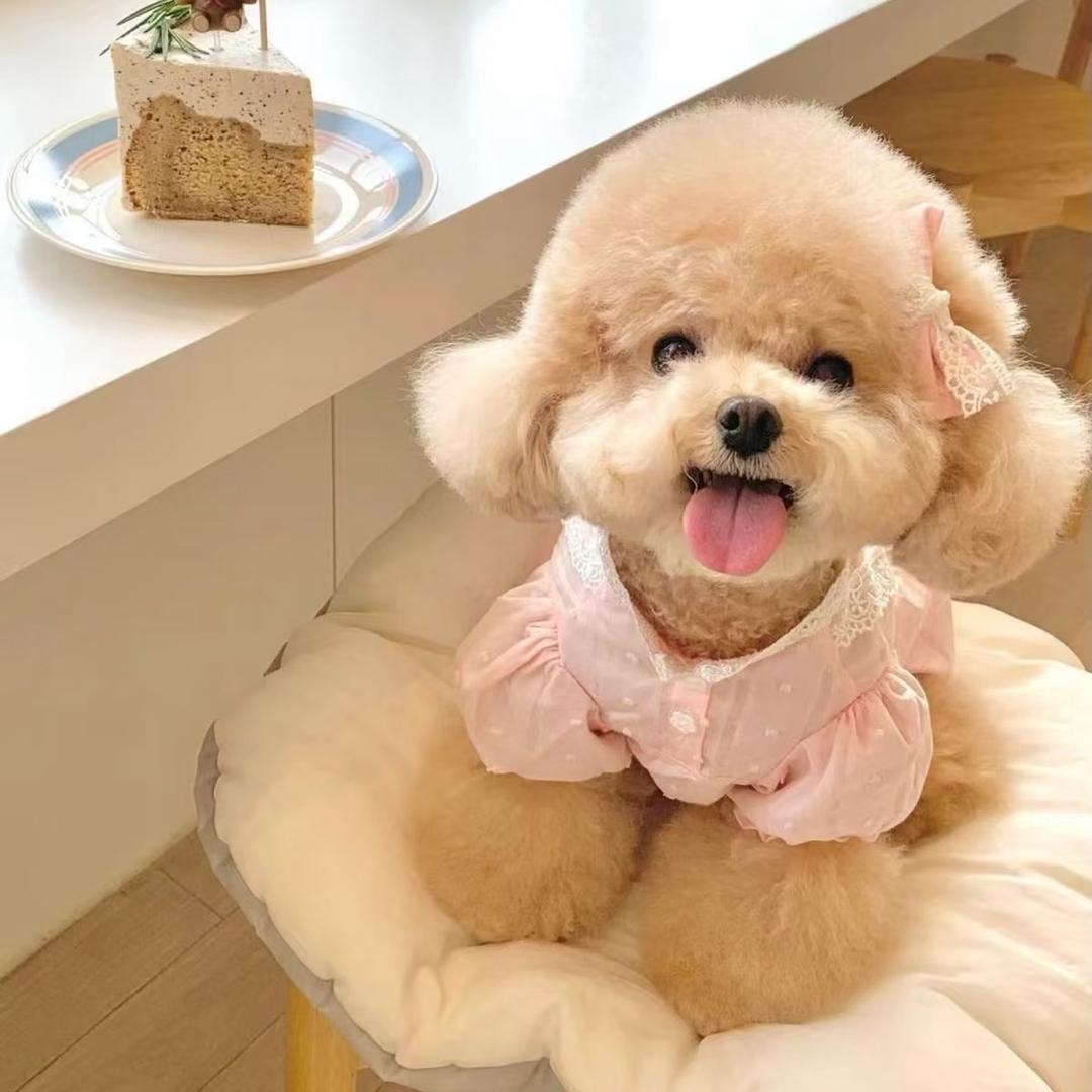 一家宠物生活馆（搓澡请预约）