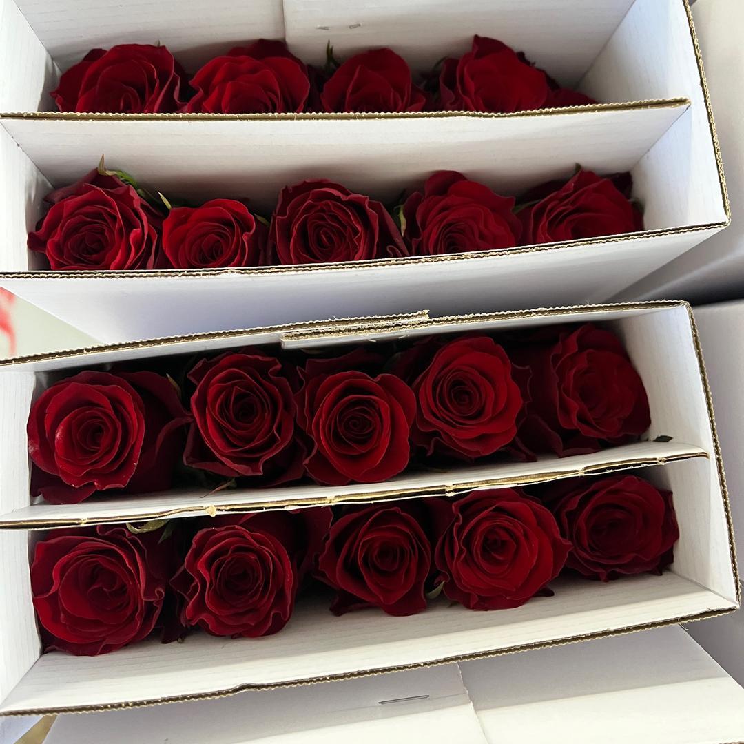 @云南滇中花卉·高原红玫瑰