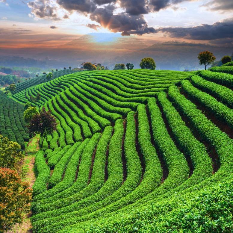 韵上茗茶