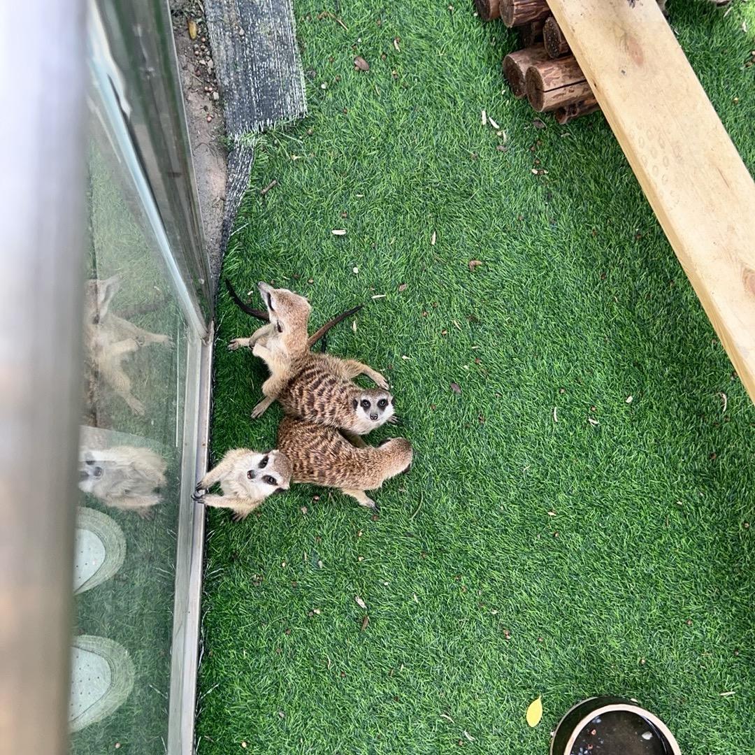 小憨
