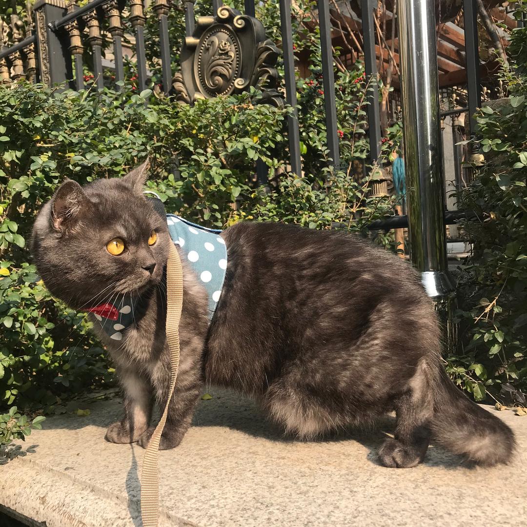 吴中区城区三顾猫庐宠物店