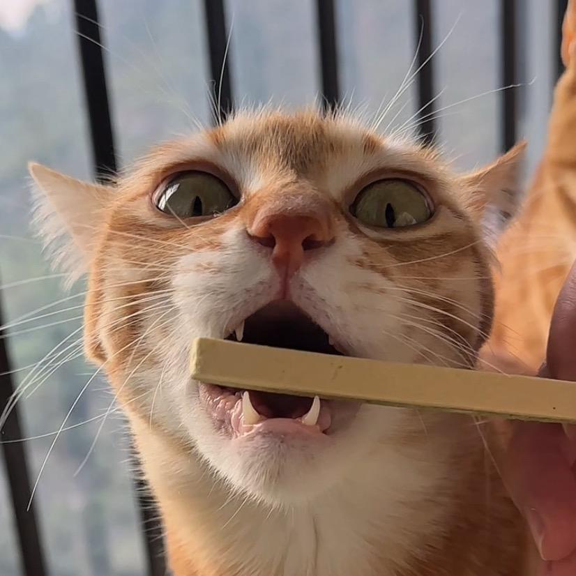 胖虎是只橘猫🐱