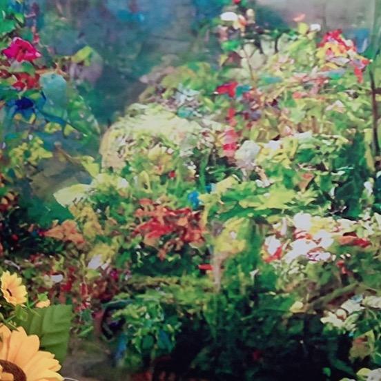 海棠花盛开🌸