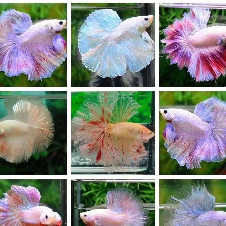 泰华利水族馆