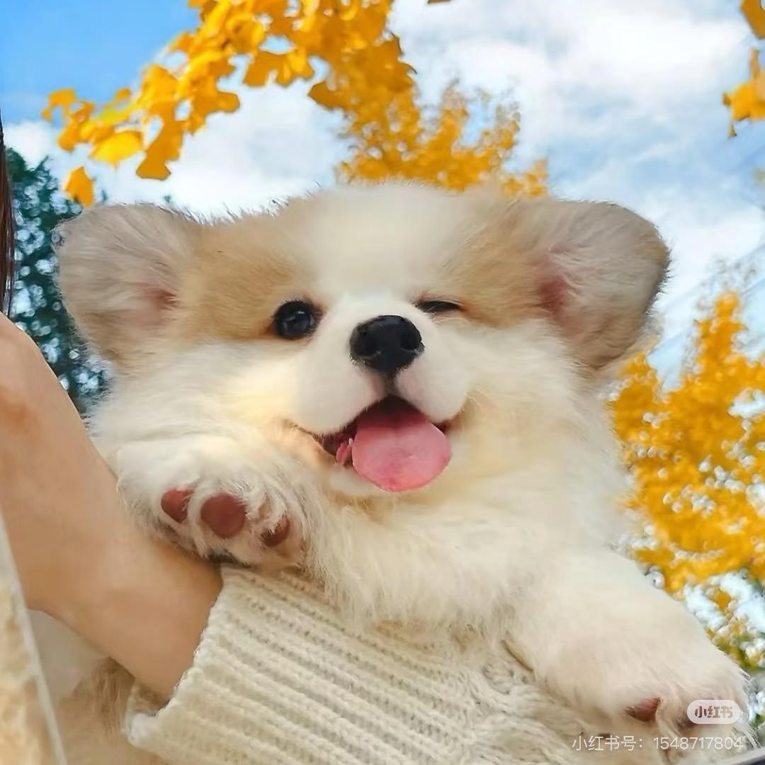 沐沐
