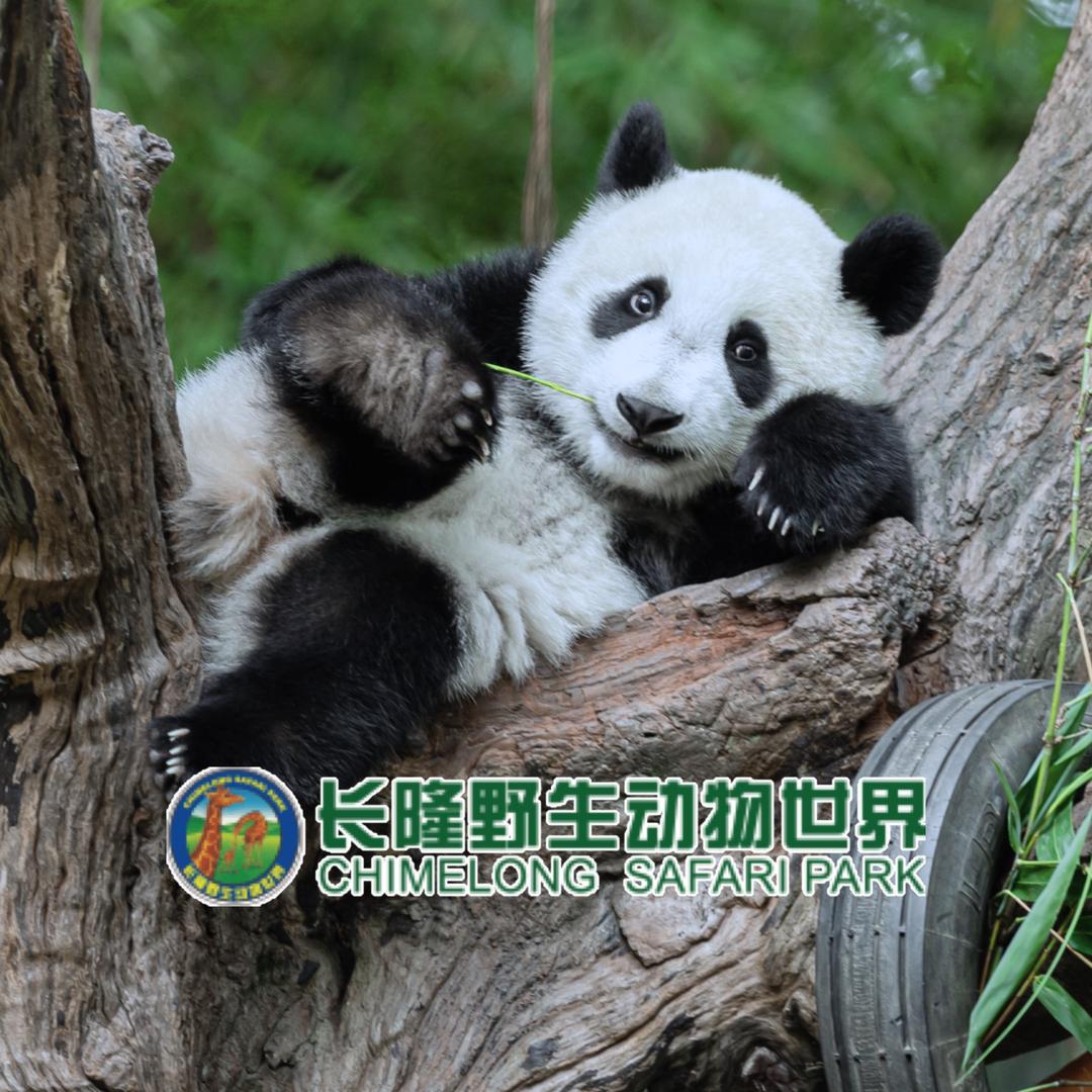 熊猫妹珠