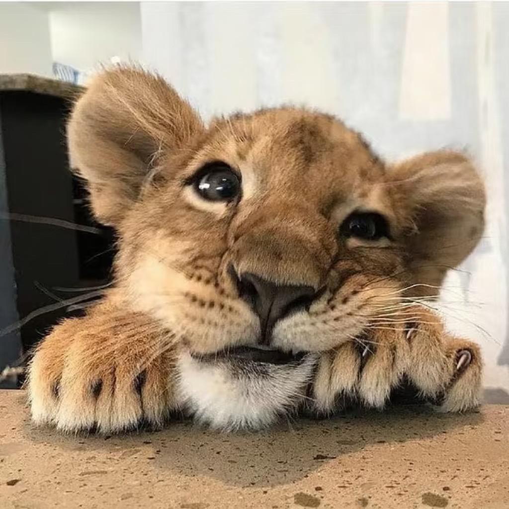 小猫·