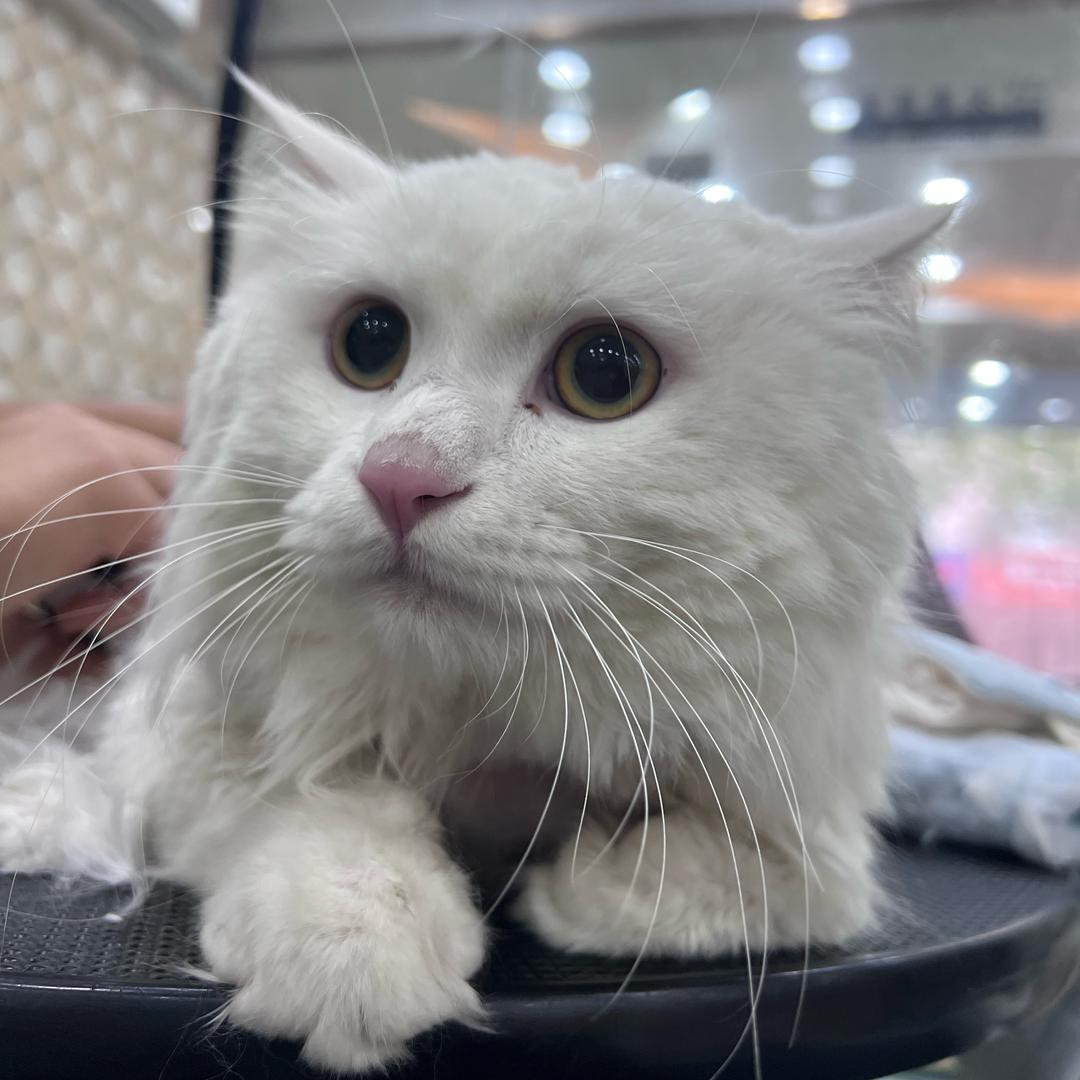 胡想想