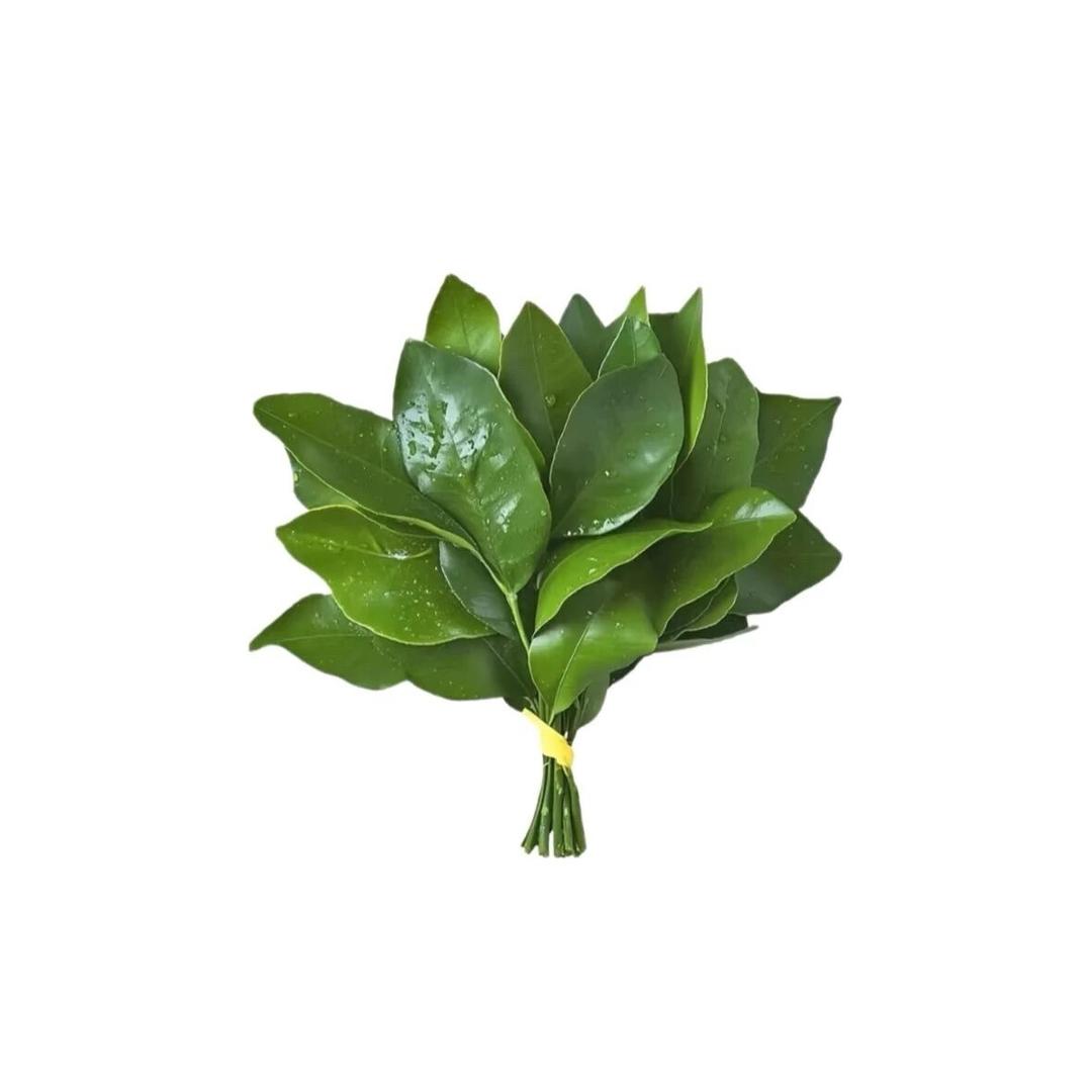 iis